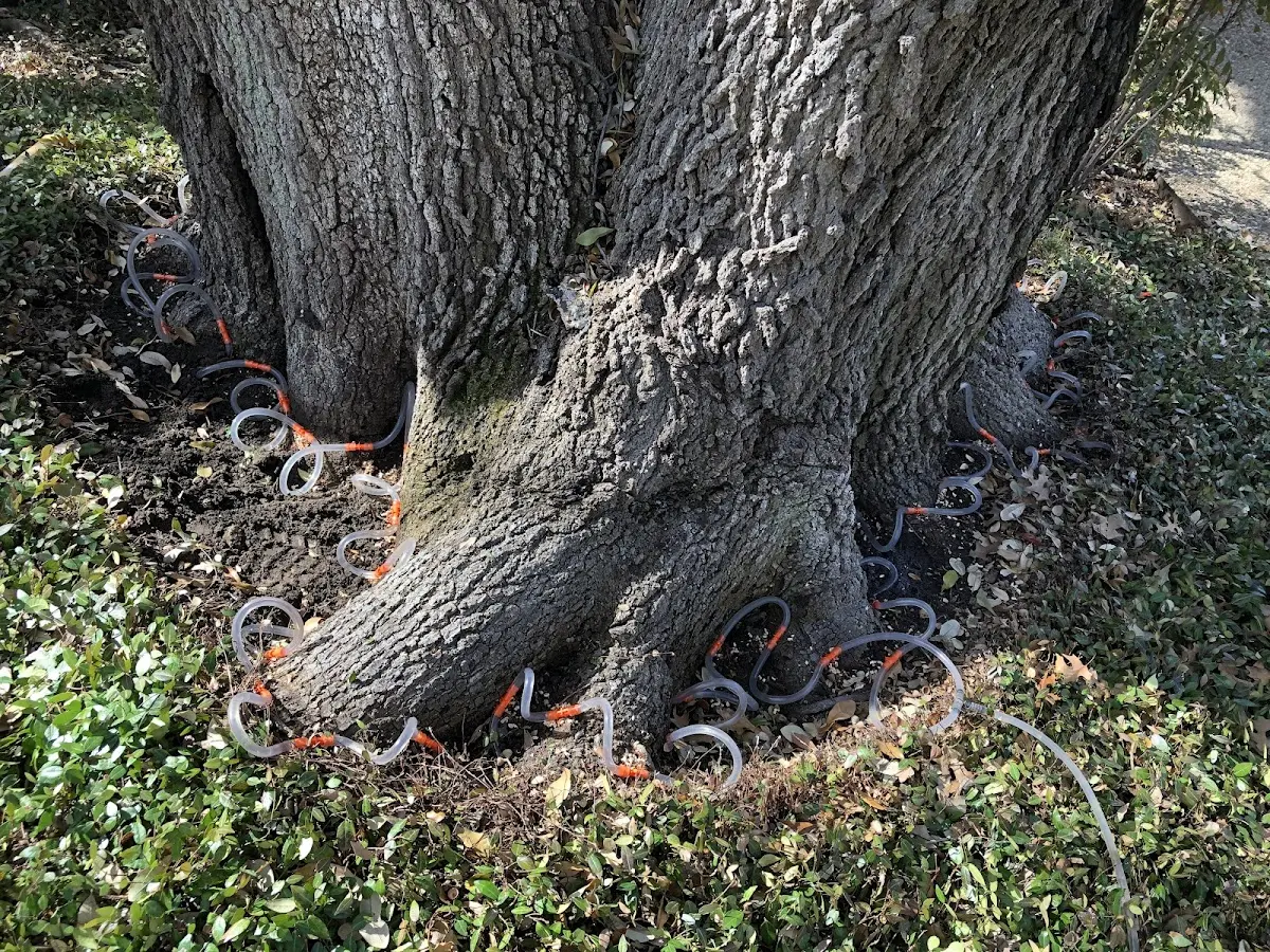 Detailed Tree Cabling and Bracing job site in Surrey