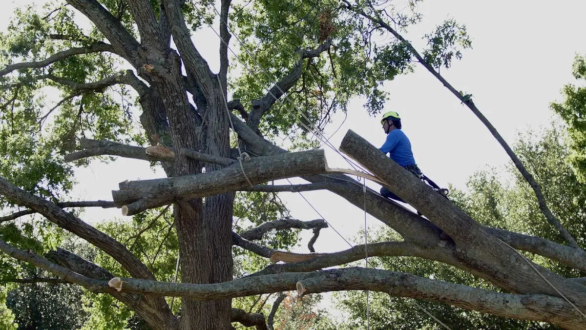 Professional Crown Thinning performed by certified arborists in Surrey
